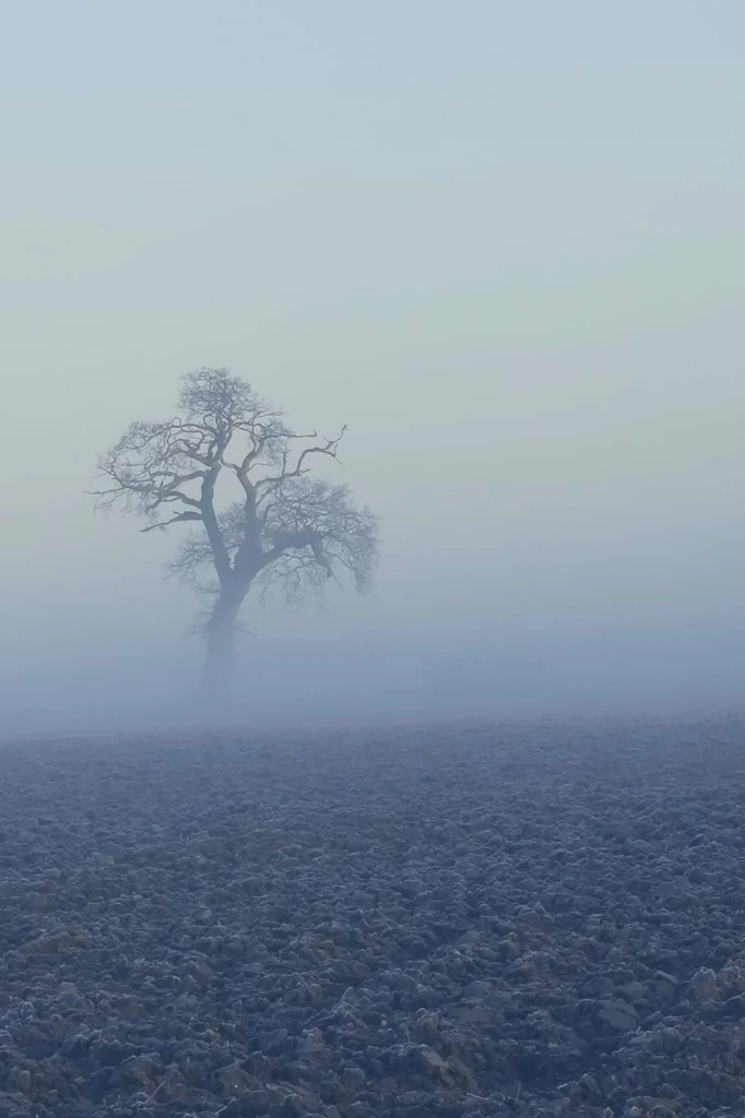 The Norfolk countryside in winter